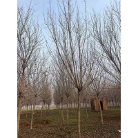 五角枫/元宝枫(小苗 丛生 单杆) 6公分元宝枫价格电议有量现货 实创花卉苗木 园林绿化