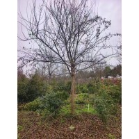 三角枫 三角枫基地批发 12-16公分三角枫实地选树 树形优美 清地价优电议 实创花卉苗木