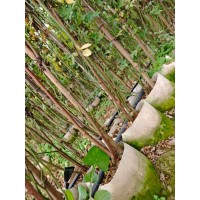 藤本月季 1.2米爬藤月季批发 各种造型 千亩月季基地发货 南阳月季 电议价格有量 实创花卉