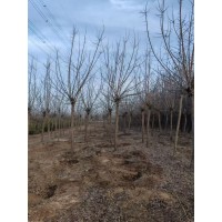 6-12公分金叶复叶槭 彩叶行道树 景观绿化苗木 园林绿化树 电议价格有量 实创花卉