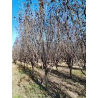 红叶李 8-10公分红叶李 分枝80公分左右 园林绿化 公园景观树 电议价格有量 实创花卉