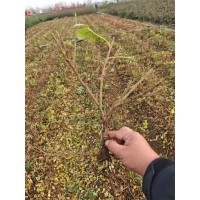 四季玫瑰 大田裸根四季玫瑰苗大量供应 荒山荒漠绿化造林苗 电议大量现货 实创花卉