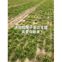 金边玉簪 玉簪小苗 秦皇岛玉簪基地 大量现货供应电议价格 园林绿化造景小苗 花境材料