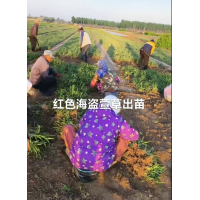 萱草小苗 红色海盗萱草苗 花海花境材料宿根花卉裸根小苗杯苗大量 园林绿化小苗