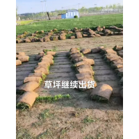 带泥土真草皮 混播草坪早熟禾 耐践踏性强 地被绿化草籽 秦皇岛本地草坪销售现货大量