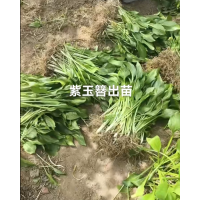 玉簪 金边玉簪 金冠玉簪 紫玉簪 甜心玉簪 玉簪裸根苗 园林绿化造景小苗 秦皇岛玉簪基地