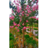 处理8-12公分二级紫薇350棵，假植1年，成活率高，有需要的客户，电话联系