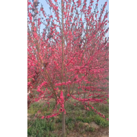 7-9公分满天星红花红叶碧桃出圃中，价格美丽 河北苗木 园林绿化造景 精品树 电议