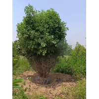 丛生大叶女贞 3.5米-4米丛生大叶女贞挖树 园林绿化 公园绿化 行道树 电议价格现货