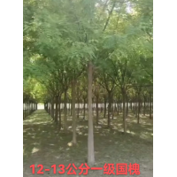 12-13公分一级国槐 300棵，净地出售， 价格优惠，货源地保 定，有需要联系