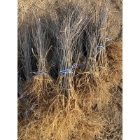 八楞海棠实生苗，0.5以下的 八棱海棠苗现货大量 电议价格 文昌园林绿化