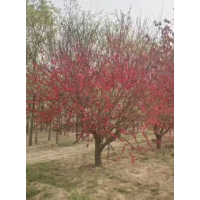 精品红叶碧桃 10-18公分红叶碧桃 园林绿化 公园造景 庭院景观树 电议价格 河北苗木
