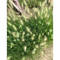 批发地被草小兔子狼尾草 花坛花镜观赏性种植 镶边绿化配植苗 电议价格 国良诚信花卉