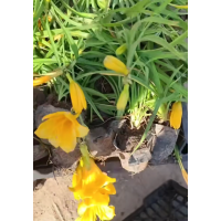 苗圃出售金娃娃萱草 城市公园广场点缀植物 花坛花镜花海观赏苗 电议大量 国良诚信花卉