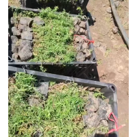 福禄考 丛生福禄考 芝樱花 花期长 四季常绿 景区园林色块造景 电议 大量 国良诚信