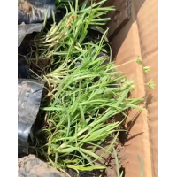 石竹杯苗 双色杯种植 花繁叶茂 庭院阳台盆栽公园景观装饰植物 东北花卉 电议 国良诚信