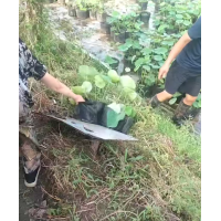 荷花苗 多色系杯苗 挺水水生植物 根系发达 长势好 荷塘 公园水景 净水植物 电议 国良诚信