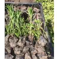 假龙头杯苗基地批发 多年生草本 适用于布置花境 花坛丛植观赏工程苗 电议 国良诚信