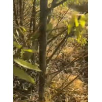 精品速生柳 植树造林 防风固沙 可视频选树 全国发货 园林绿化 电议有量 建亮苗木