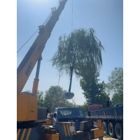 精品10-20公分大垂柳大量现货供应 垂柳价格 河北苗木 电议价格 振远苗木