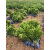小叶黄杨 黄杨绿篱苗 基地出售小叶黄杨小苗 灌丛绿篱栽植 景区道路绿化工程苗 振远