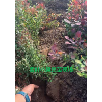 紫叶小檗小苗批发 绿化工程苗 量大 基地常年批发供应 现货现发 电议价格 振远苗木