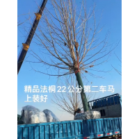 法桐树 10-25公分法桐树 河北法桐基地 园林绿化 行道树价格 电议价格 振远苗木