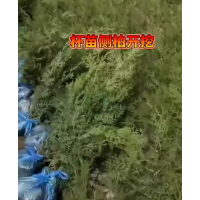 侧柏 80以上杯苗侧柏 高速隔离带 清明扫墓 道路绿化植物 四季常青吸音降噪 电议