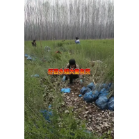 水蜡苗 丛生水蜡 水腊杯苗 绿篱工程容器苗 露天栽培 园林景区观赏 电议价格有量