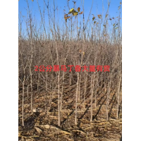 2公分暴马丁香大量现货 落叶小乔木3至8公分喜光耐干旱花期4月树形美观 电议价格