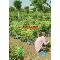 60以上卫矛大量有货 四季常青 适应各种土壤 耐寒耐旱 园林绿化绿篱苗 电议价格