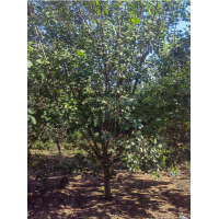 8-10公分精品黄栌400棵 河北苗木 园林绿化树 黄栌价格 电议现货 博野县瑞景苗木