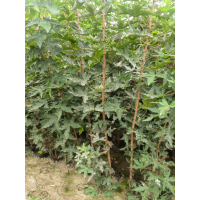 五角枫杯苗 1米以上五角枫杯苗 园林绿化小苗大量 博野苗木 瑞景苗木 电议价格现货