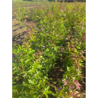 栾树小苗 出售杯苗栾树高度一米以上，地径0.8以上 电议现货有量 园林绿化苗 瑞景苗木