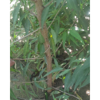 山桃苗 出售杯苗山桃高度一米二以上，地径0.8以上 园林绿化小苗 电议有量 瑞景苗木