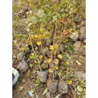 杯苗黄栌-1公分，高度1米以上，21*21杯 黄栌苗大量 电议现货 保定诚信苗圃