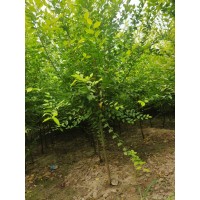 矮杆金叶榆2/3/4公分 河北金叶榆苗大量现货 电议价格 园林绿化树 诚信苗圃