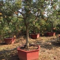 枣庄市峄城区石榴红家庭农场石榴树，果木绿化品种树；石榴盆景 石榴树销售