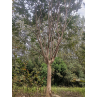 精品紫薇看过来…！5-15公分大量，16-17公分够车 电议价格 怡和园苗圃 信阳苗圃