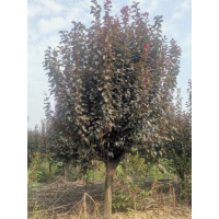 紫叶李6-16公分量大，分枝0.5-1.2米 公园绿化 城市绿化 电议价格 怡和园苗圃