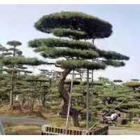 造型黑松大树-园林绿化-造型黑松大树-品种齐全名企 电议价格 现场选树挖树 菲凡园林