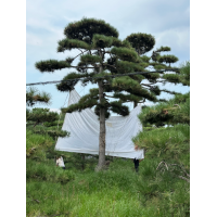 造型松树-造型油松各种规格 别墅庭院景观造型松大量供应 树形优美 菲凡园林景观