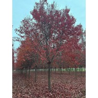 红冠红枫精品树形12至18公分 杆直冠圆，价格便宜 济宁瑞枫园林