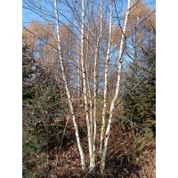 丛白桦高6米左右 白桦 丛生白桦3-6分枝粗4-8cm 200丛