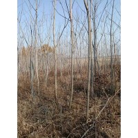 核桃楸4-6公分大量 吉林市龙潭区野生绿化苗木繁育基地 电议价格 现货有量