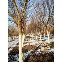 18-20CM朴树 朴树价格 园林绿化 公园景观树 电议价格有量 泰安鼎浩园林