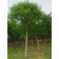 杜仲 15-20公分杜仲树价格 园林绿化 定植苗 规格全 质量优 杆直冒圆 全国发货