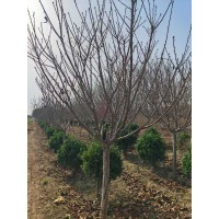 8公分樱花，质量如图，自家苗圃出售 泰安市大海苗木合作社 电议价格现货