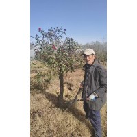 十公分树桩月季 树状月季 城市道路绿化造景树 庭院绿化景观树 电议价格 厚德苗木