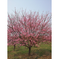 5-15公分菊花碧桃 白雪碧桃、9公分红花碧桃、6-10公分菊花碧桃 厚德苗木 电议